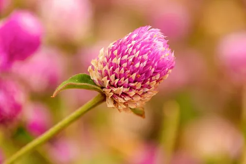 Flower of Gomphrena globosa, also known as globe amaranth, is a tropical annual plant that is native to Central America, widely seen in China